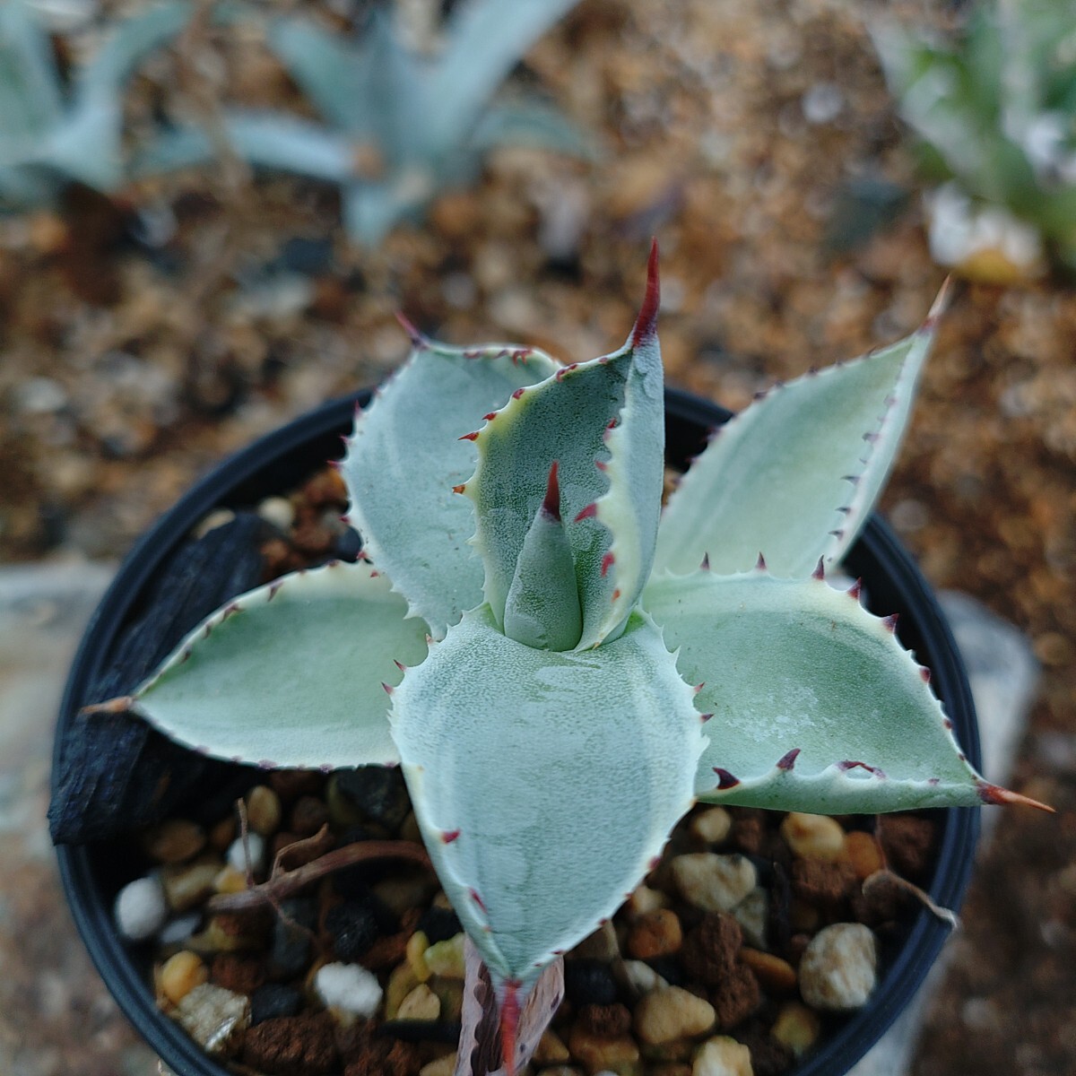 Yahoo!オークション -「王妃甲蟹錦」の落札相場・落札価格