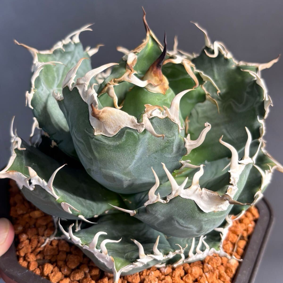 2025年最新】Yahoo!オークション -アガベ オアハカ(花、園芸)の