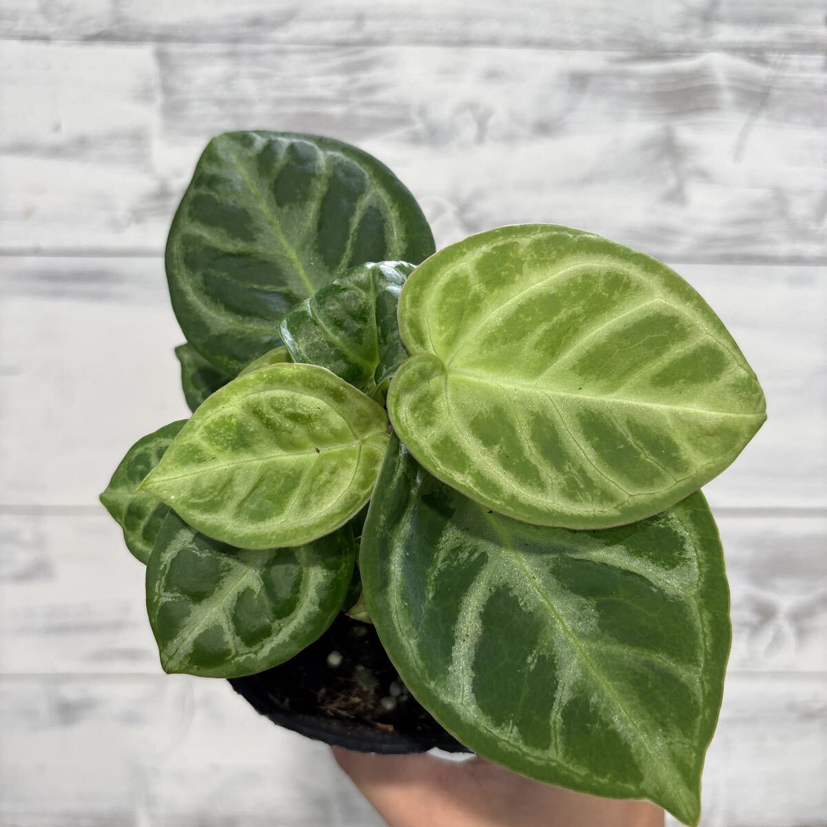 Yahoo!オークション -「アンスリウム ドラヤキ」(観葉植物) の