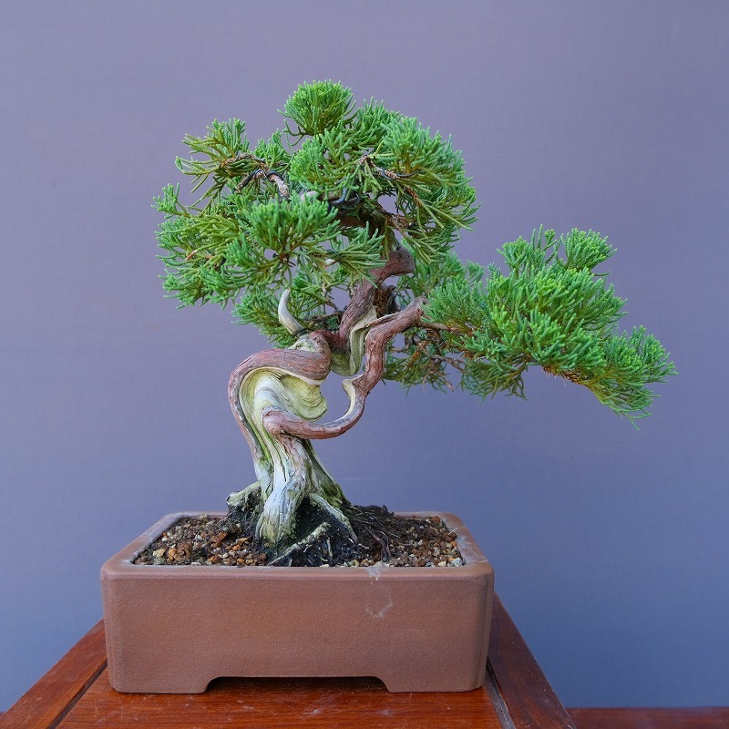 2025年最新】真柏の魅力的な盆栽商品一覧 - Yahoo!オークション