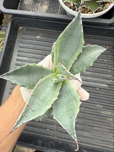 パラサナグローブ US パラサナ グローブ agave アガベ 耐寒性 地植え