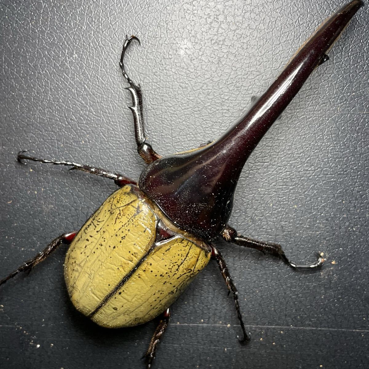 ヘラクレスヘラクレス ブルー系標本 ヘラクレスオオカブト_