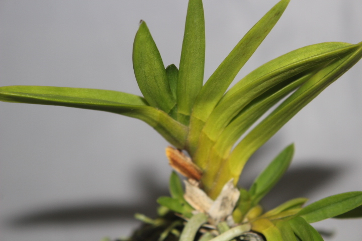 Yahoo!オークション -「富貴蘭 孔雀丸」(花) (鉢植え)の落札相場