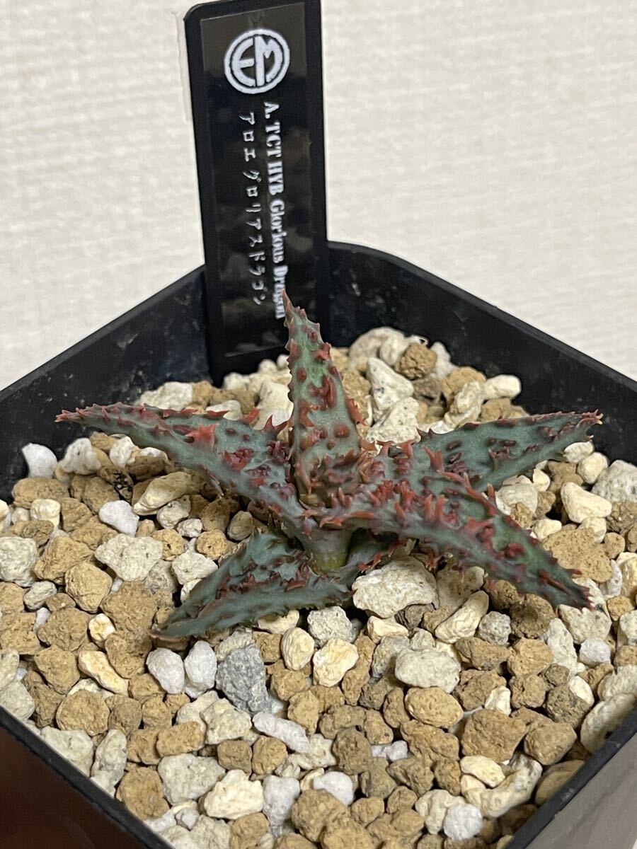 アロエ グロリアスドラゴン 子株3つセット アロエ グロリアスドラゴン 子株3つセット 極上 アロエ ハイブリッド