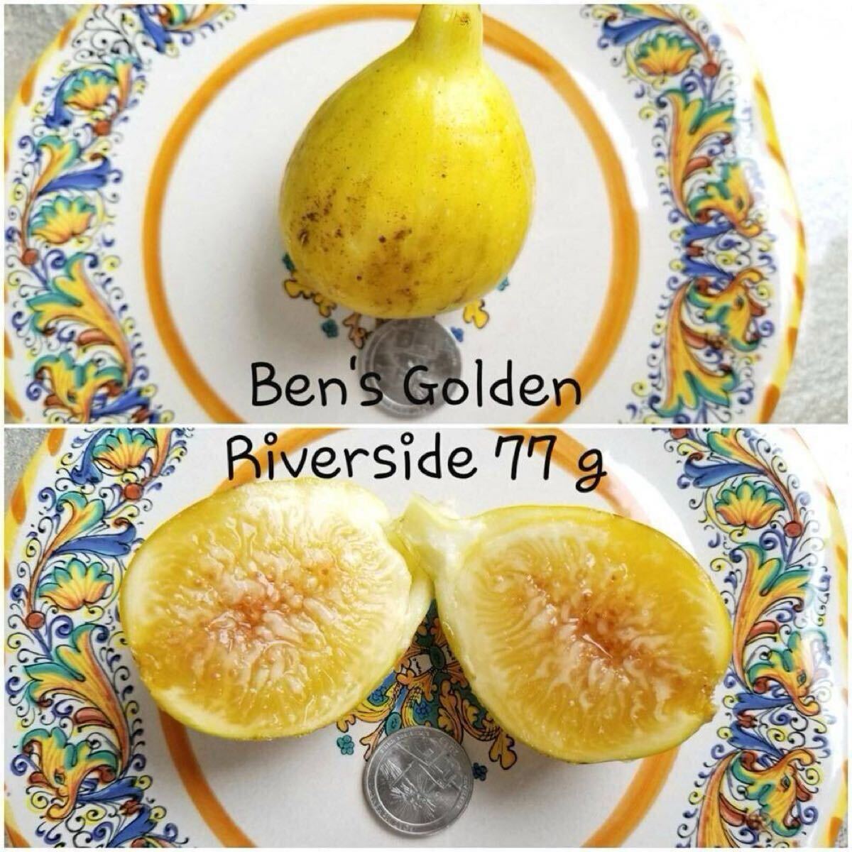 【最終値引き】結実確認済み！　超希少品種　べンズゴールデンリバーサイド　大苗 Yahoo!オークション -「イチジク ゴールデンリバーサイド」(苗