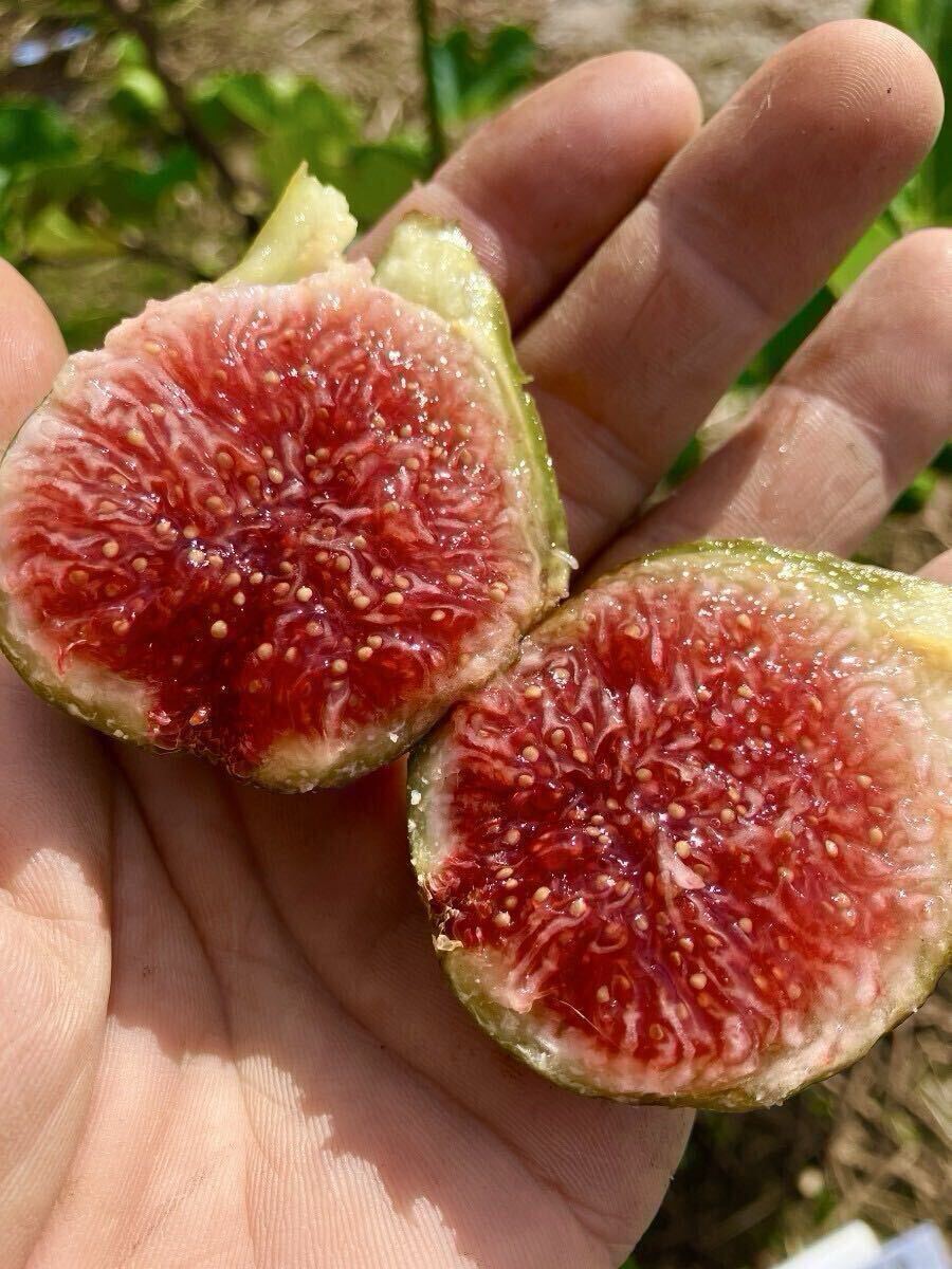 わんママ★稀少品種 2本セット+￼ ホワイトマデイラ わんママ☆様専用稀少品種 2本セット+￼ ホワイトマデイラ - メルカリ