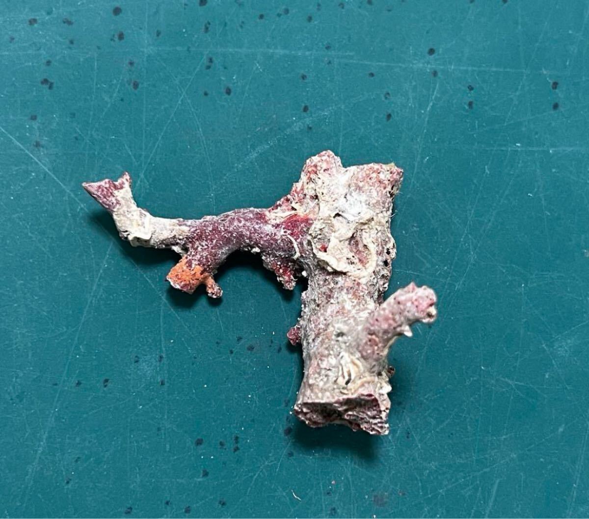 Y2678-3 国産赤珊瑚原木 血赤珊瑚 総重量77.7g 太軸 Y2678-3 国産赤珊瑚原木 血赤珊瑚 総重量77.7g 太軸 彫刻・オブジェ