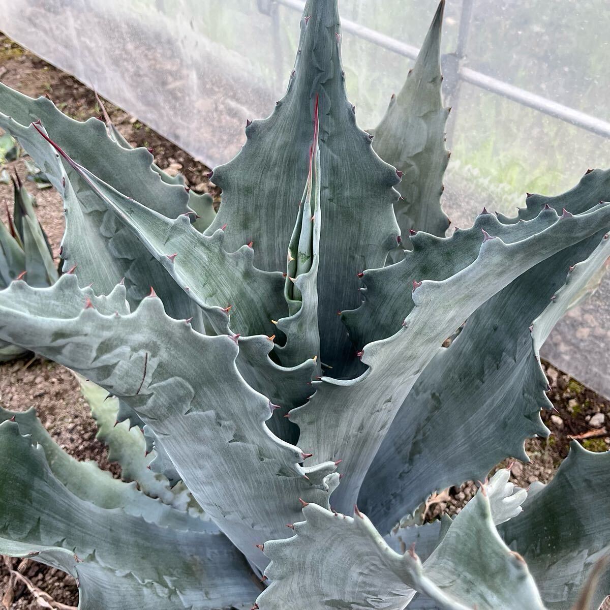 Yahoo!オークション -「ファンキー」(アガベ) (観葉植物)の落札相場