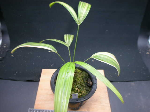 観音竹 ( 引き取り希望 /応相談) 観音竹の株分け - YouTube