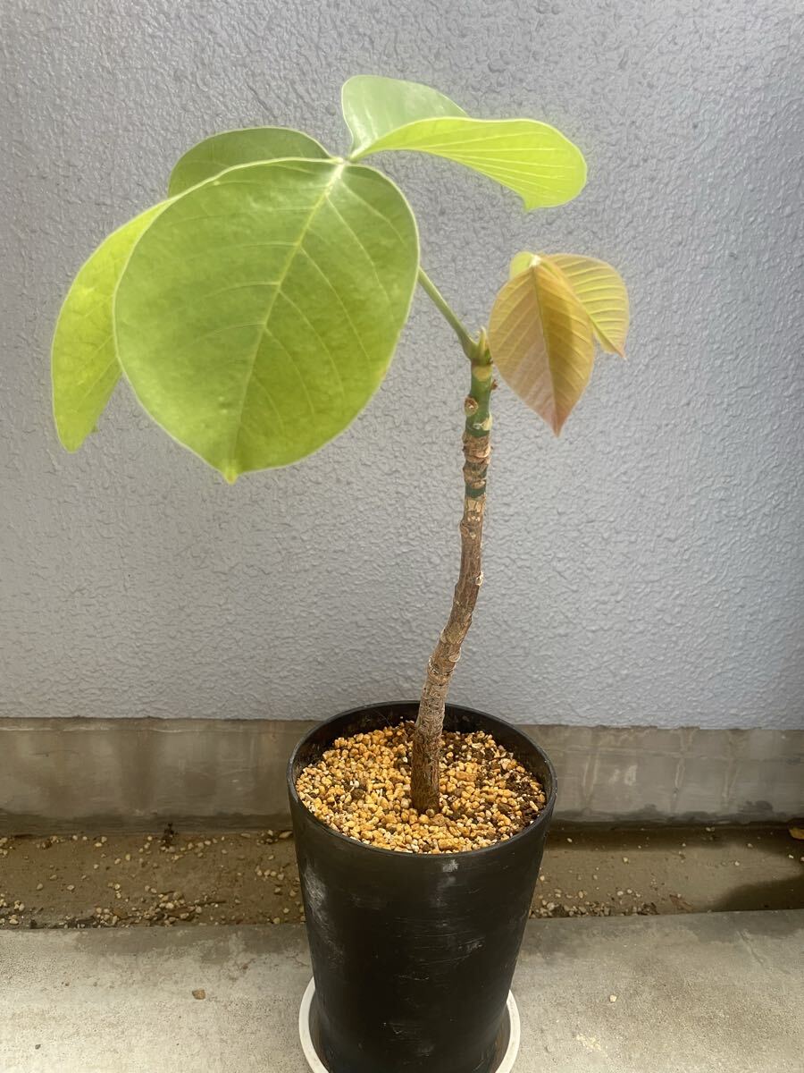 ボンバックス　美株 004 ボンバックス 5寸 | bigforest