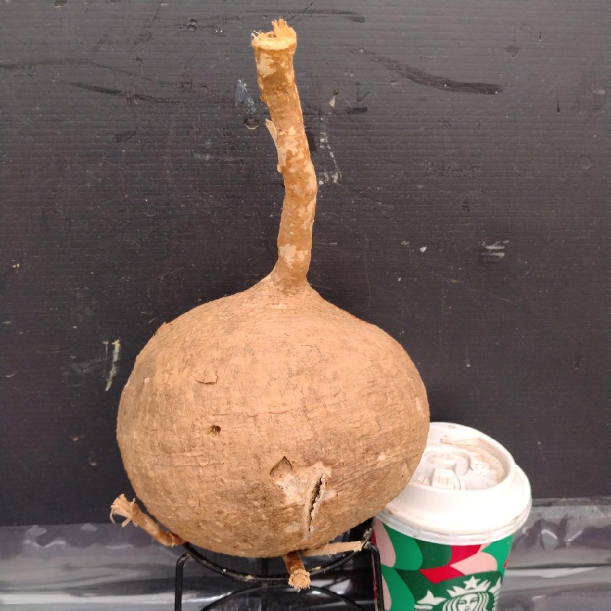 アデニア　ペリエリ　インビジブルインク Yahoo!オークション -「アデニアペリエリ」(観葉植物) の落札