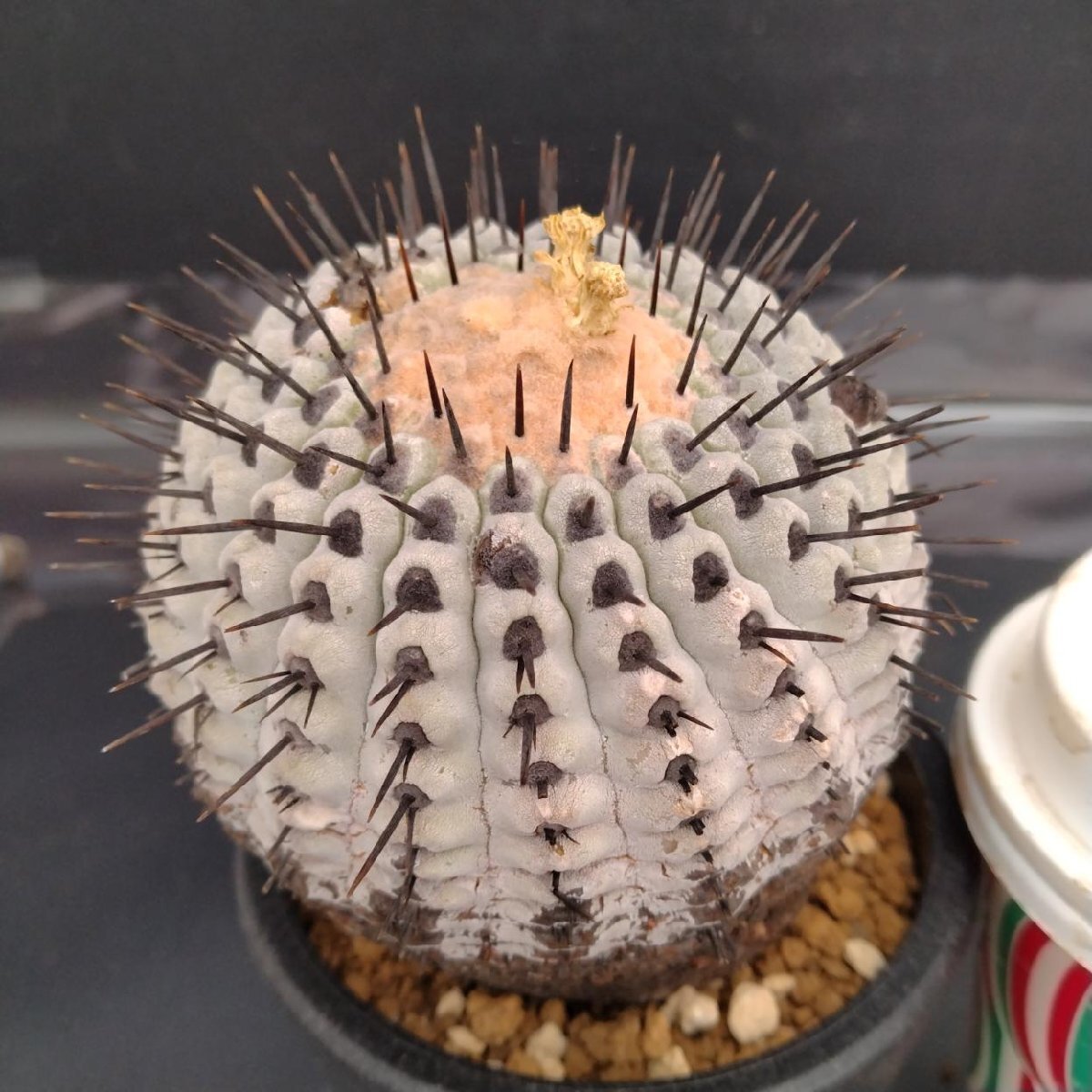 コピアポア　FNつき　実生11種類セット　各1苗ずつ コピアポア FNつき 実生12種類セット 各1苗ずつ