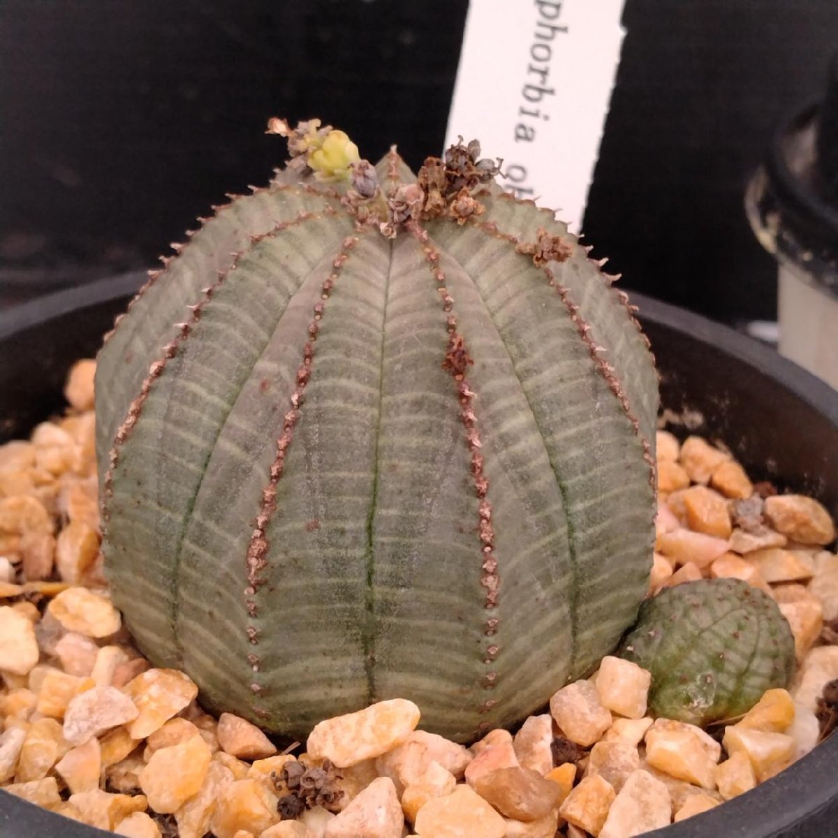 B10157★オークション販売★ ユーフォルビア オベサ 極上木化株！！美株！ B10157☆オークション販売☆ ユーフォルビア オベサ 極上木化株