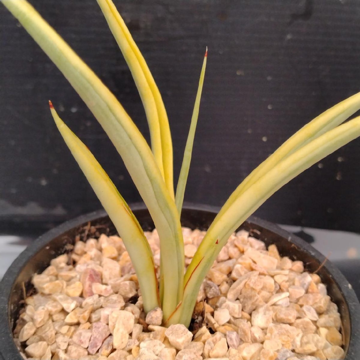 EMP サンセベリア Dragon glow ドラゴングロー / SA388 61bUYkZ9ONL._UF1000,1000_QL80_.jpg