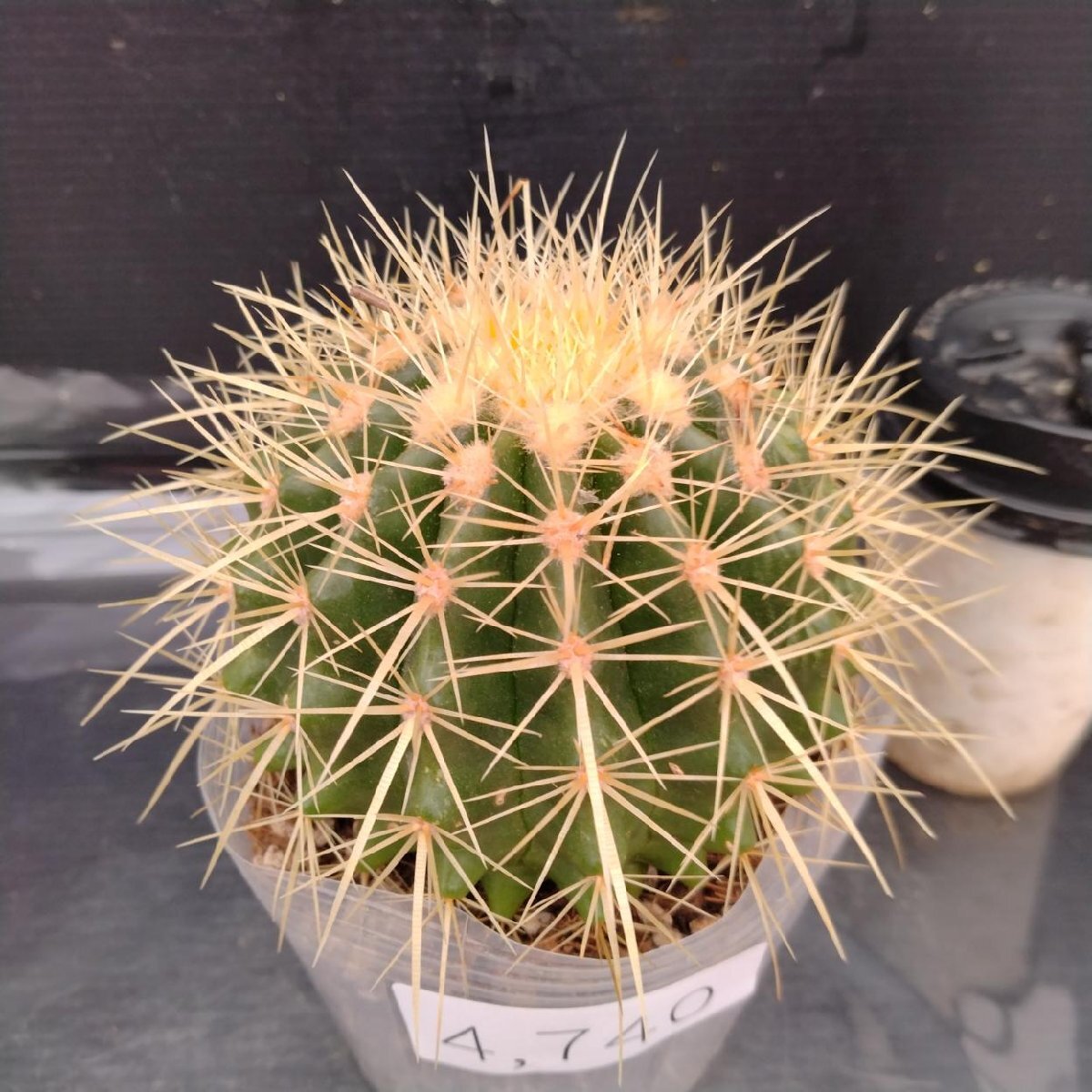 金鯱　大株　引き取り限定 金鯱大株引き取り限定