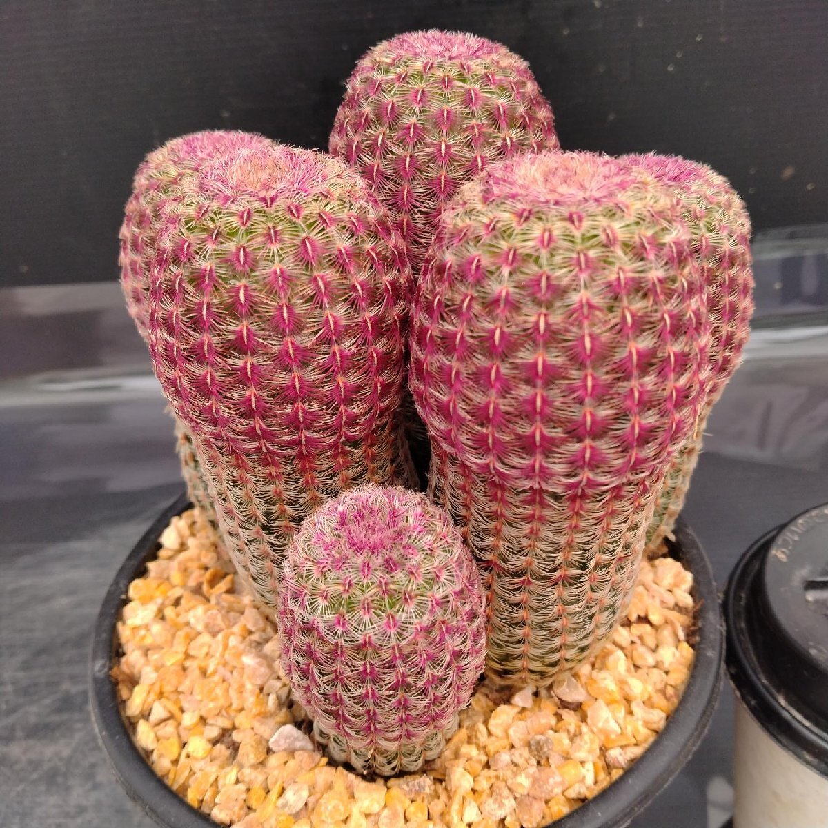 紫太陽　巨大な株 Amazon.co.jp: エキノセレウス 胴太紫太陽 Echinocereus