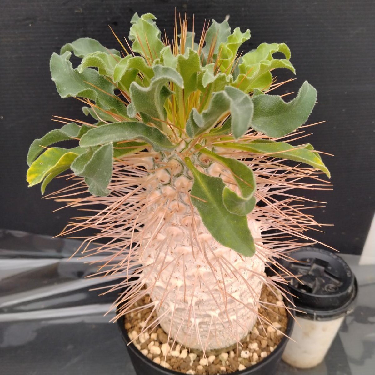 5月入荷 10粒 光堂 パキポディウム ナマクアナム 種子 種 証明書2508 Pachypodium namaquanum【パキポディウム・ナマクアナム・光堂