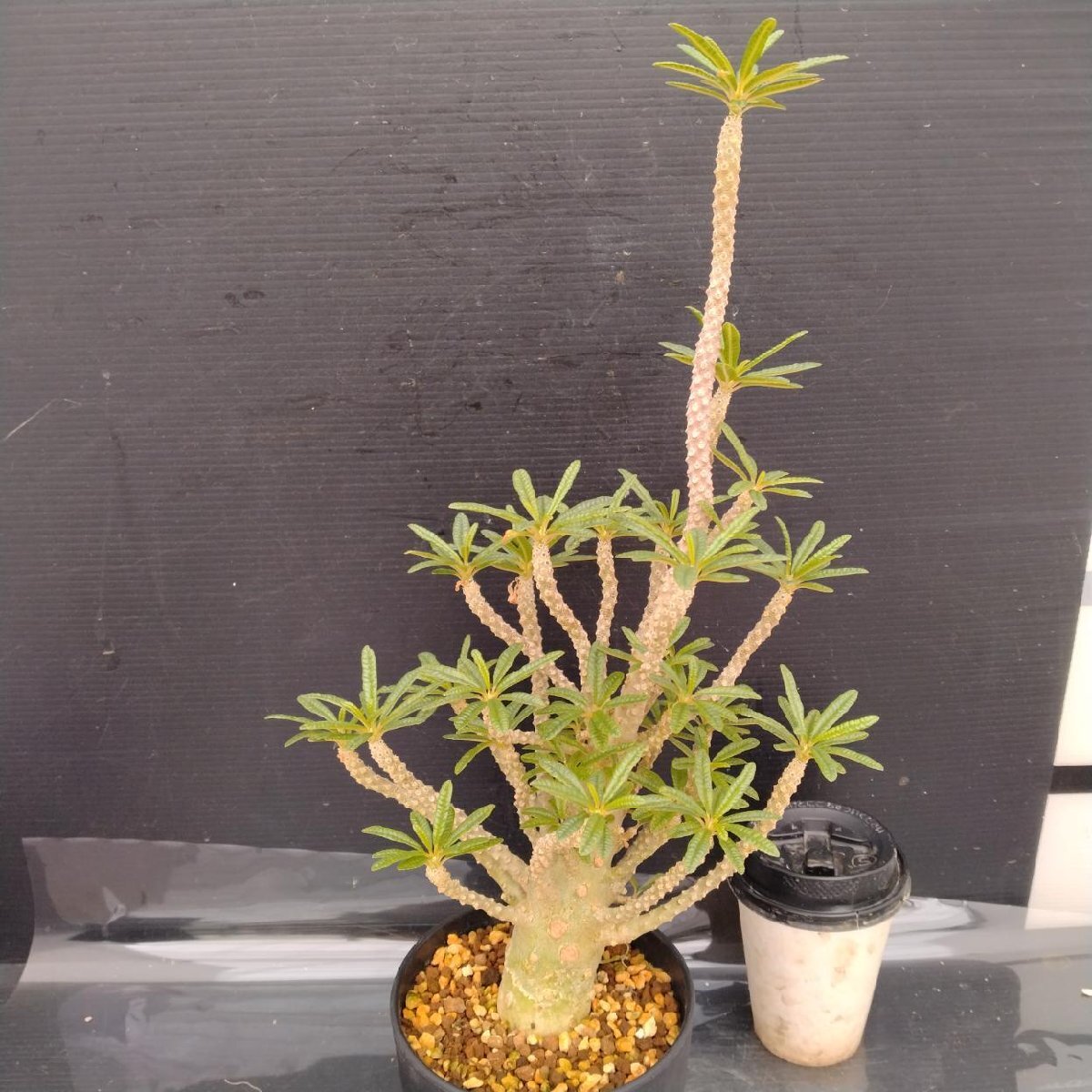 Yahoo!オークション -「ドルステニアギガス」の落札相場・落札価格