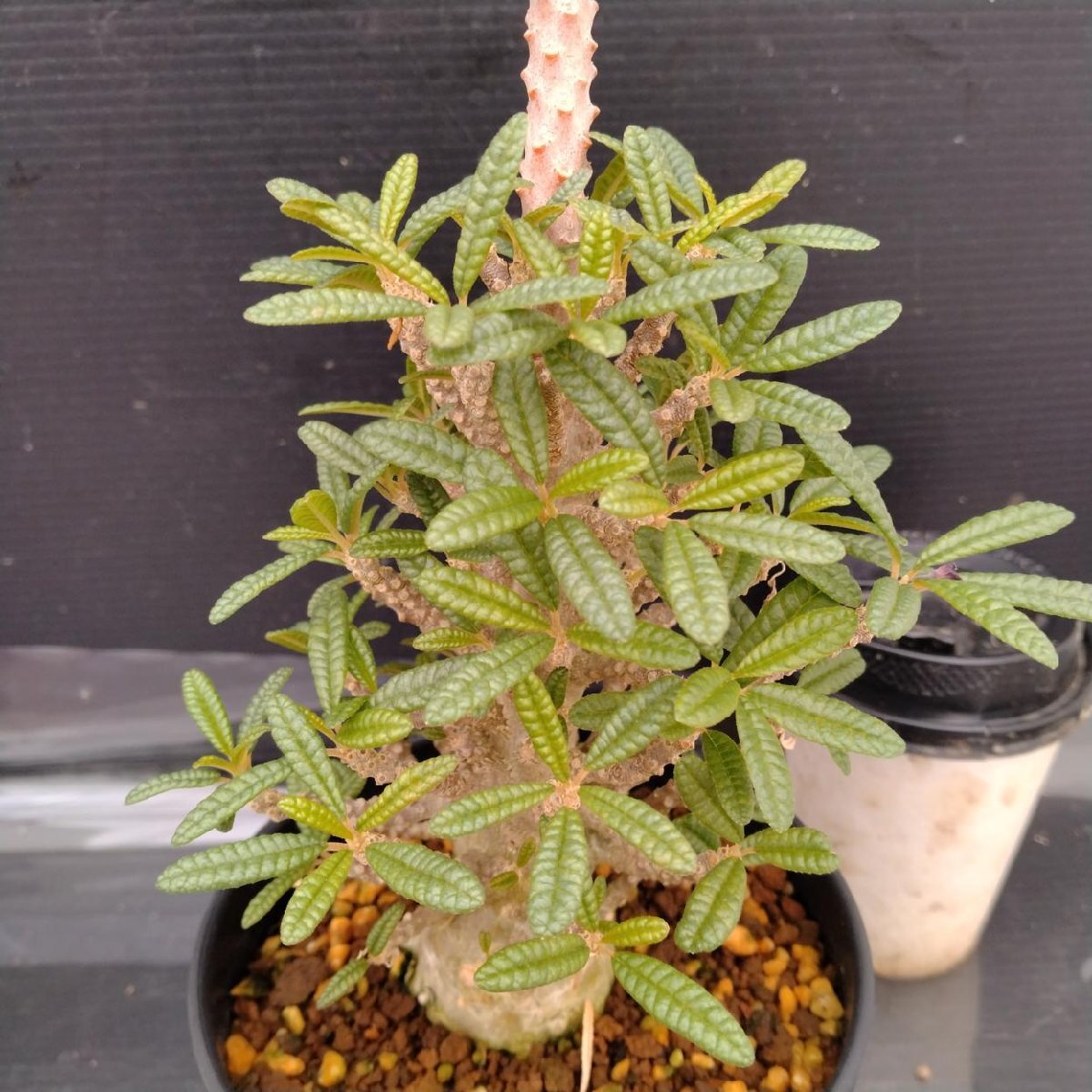F354 塊根植物 ドルステニア ギガス ブラータ 実生株 希少厳選株 F354 塊根植物 ドルステニア ギガス ブラータ 実生株 希少厳選株