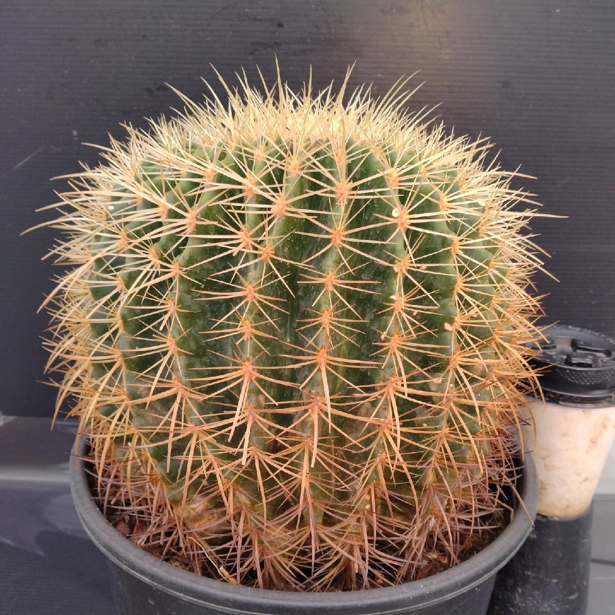 金鯱　大株　引き取り限定 金鯱大株引き取り限定