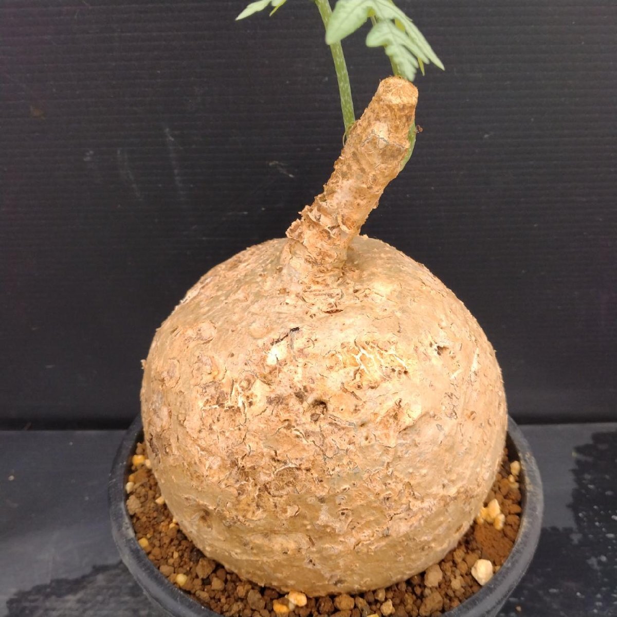 Yahoo!オークション -「アデニアペリエリ」(観葉植物) の落札