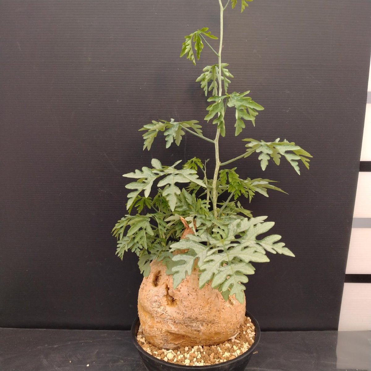 アデニア　ペリエリ　インビジブルインク Yahoo!オークション -「アデニアペリエリ」(観葉植物) の落札