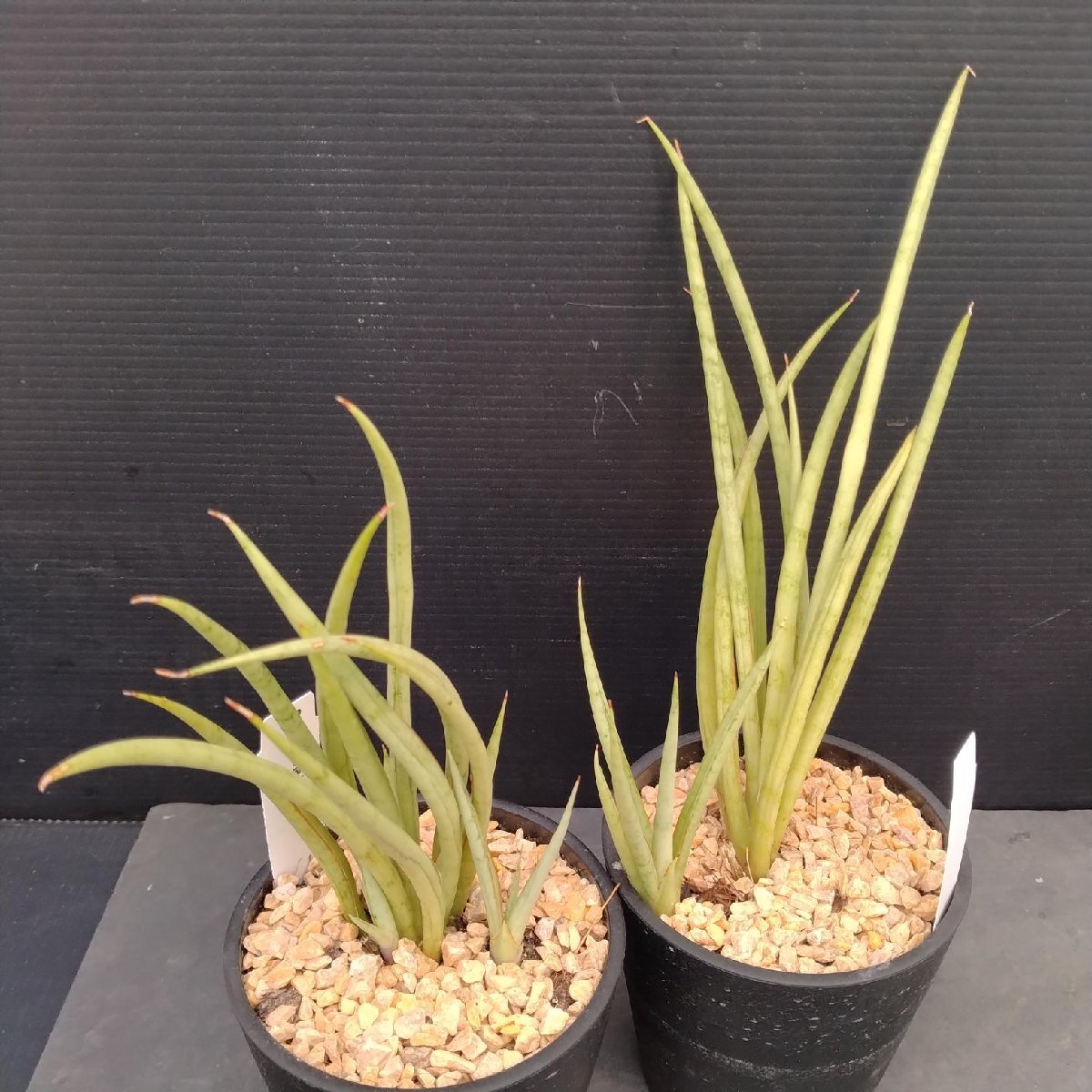 EMP サンセベリア KOBITO 小人 / 親株サイズ SA52 EMP サンセベリア KOBITO 小人 / 親株サイズ SA52 - メルカリ