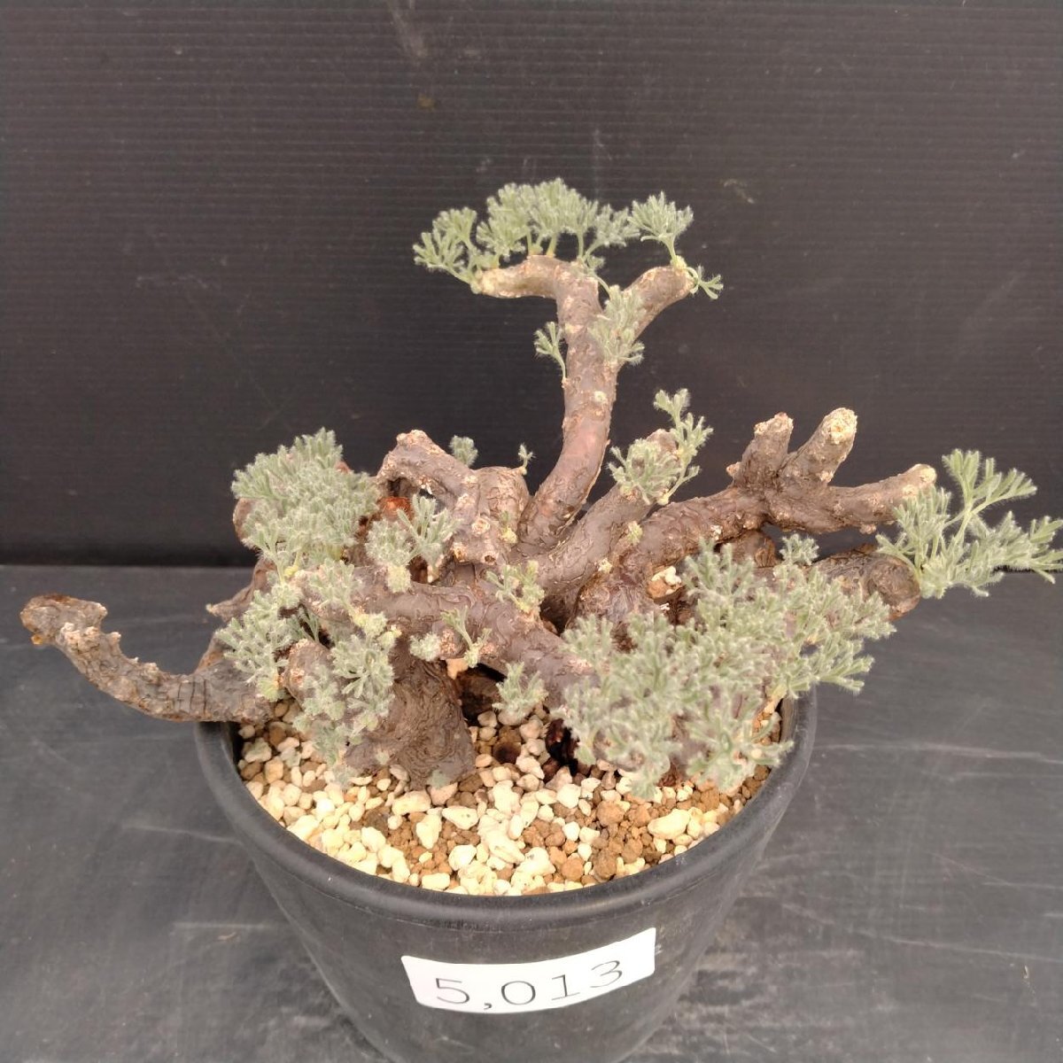 特大 モンソニア ムルチフィダ 発根済 特大 モンソニア ムルチフィダ 発根済