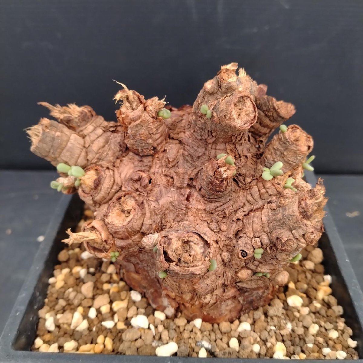 美形低重心 ケラリアピグマエア 発根済み ケラリア ピグマエア／Ceraria pygmaea 発根済 (商品番号pm-3