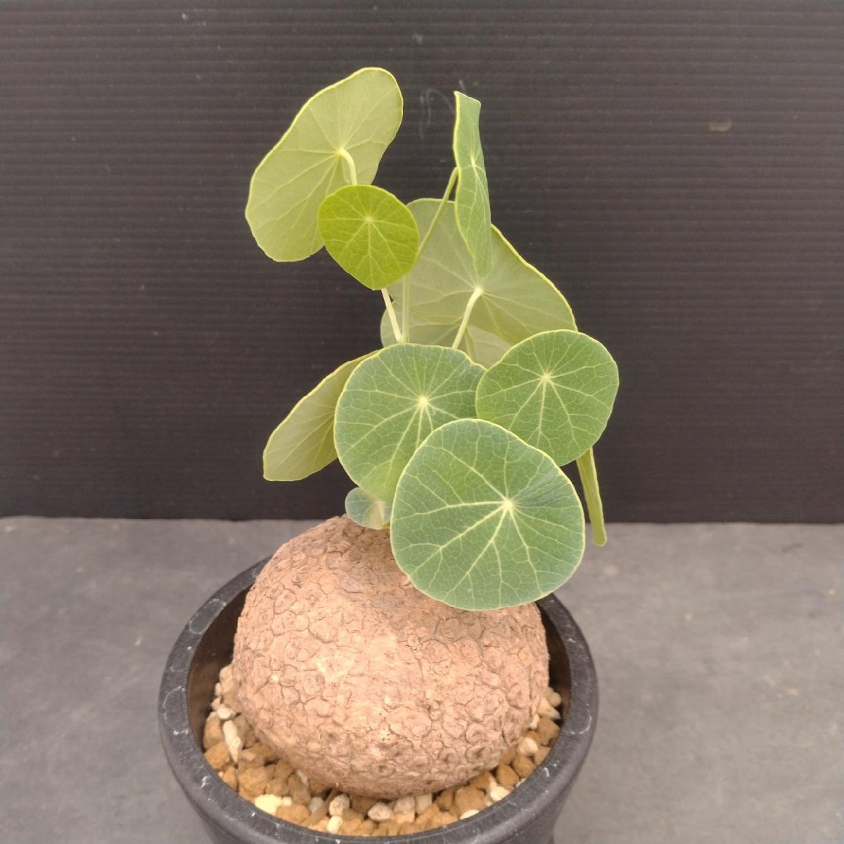 ステファニア エレクタ 丸株 美株 Stephania erecta 塊根植物 ステファニア エレクタ 選抜個体「Stephania erecta」6/25-850