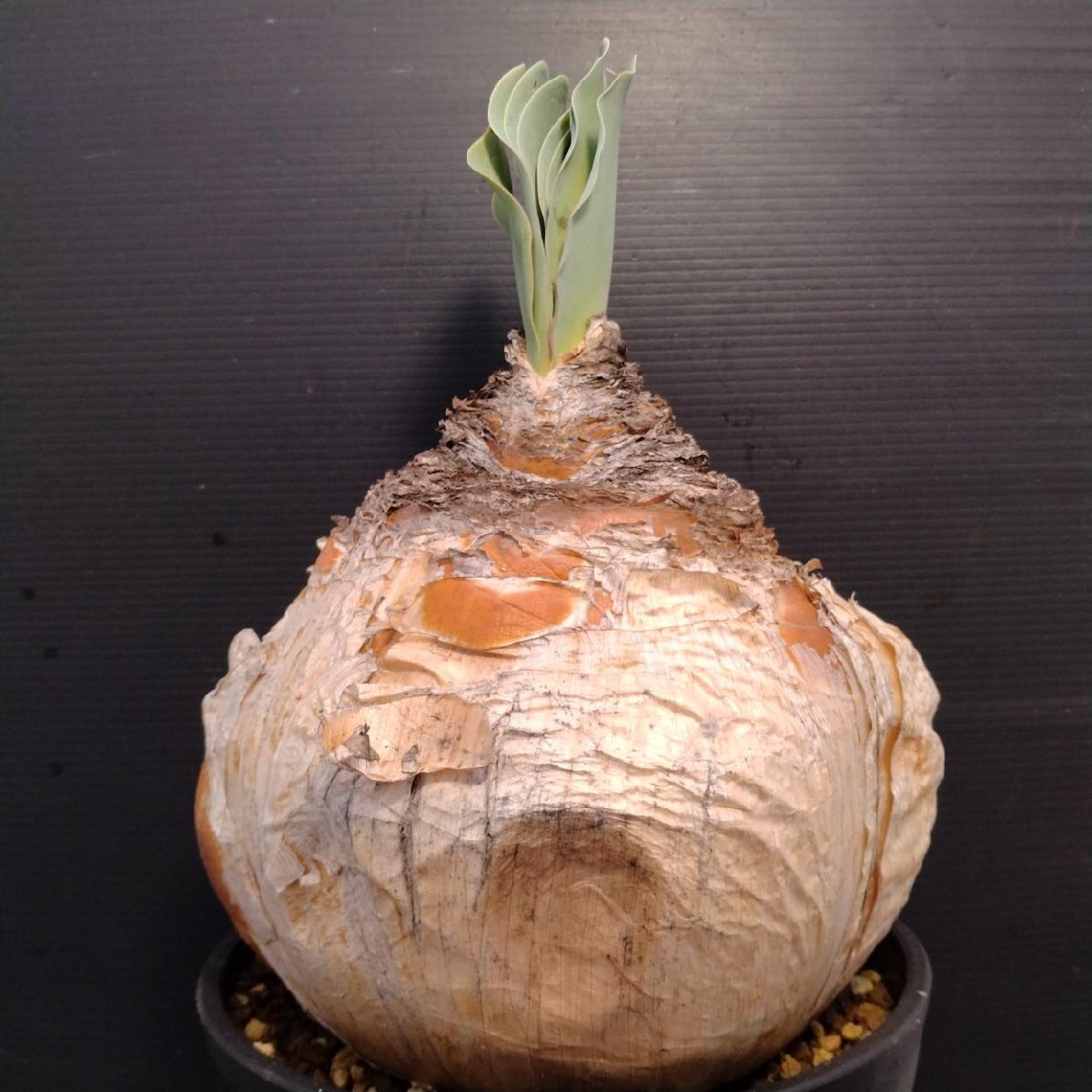 Yahoo!オークション -「ブーファン ハエマンソイデス」の落札