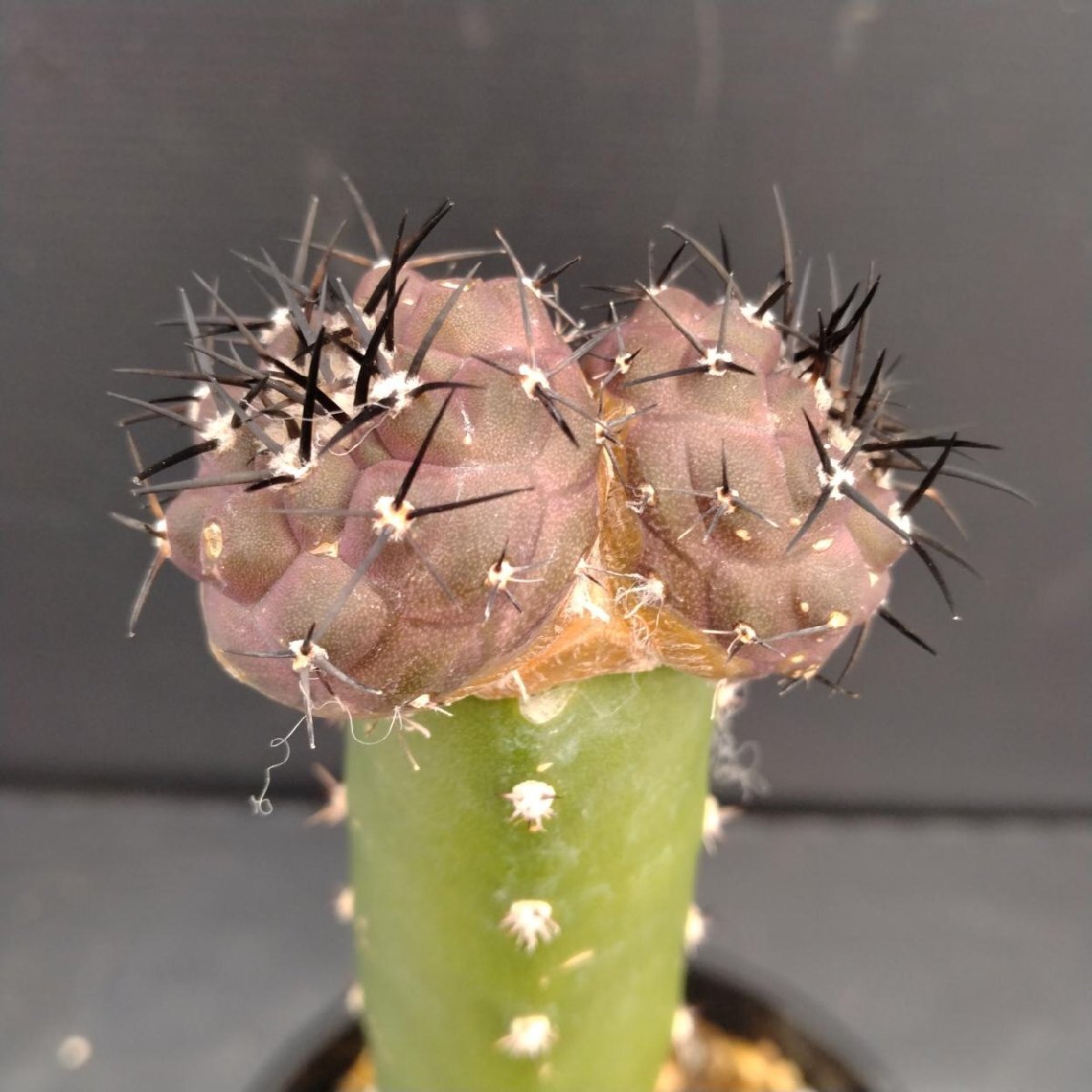 黒王丸(16個子株付き) 黒王丸(16個子株付き) 楽天市場】サボテン 黒王丸（花・ガーデン