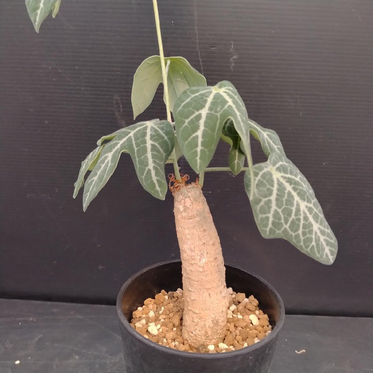 アデニア　ペリエリ　インビジブルインク Yahoo!オークション -「アデニアペリエリ」(観葉植物) の落札