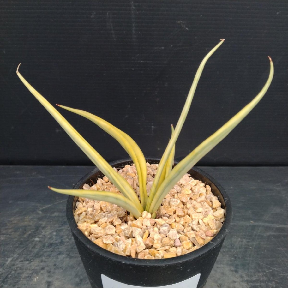 Yahoo!オークション -「サンスベリア ドラゴン」(その他) (観葉