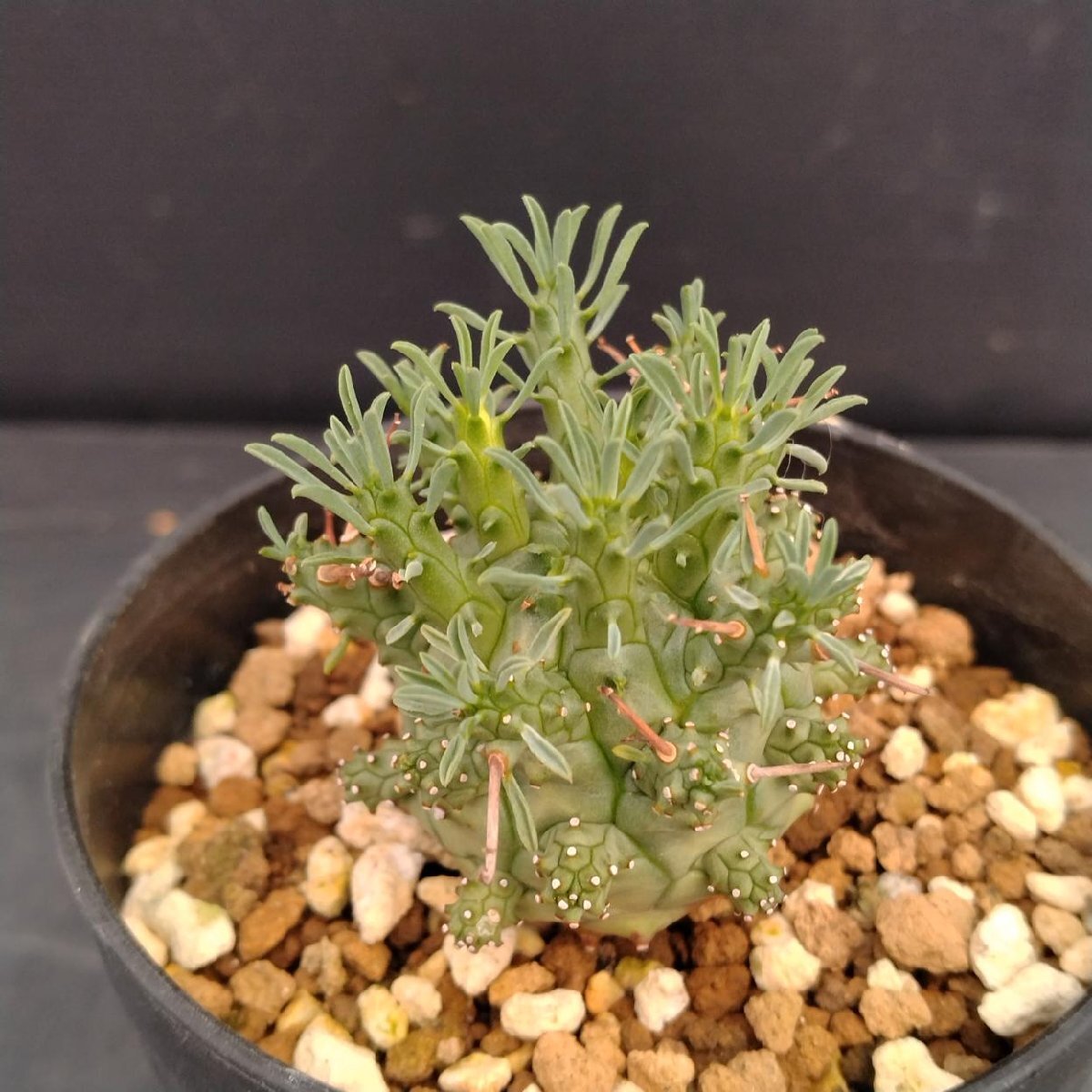 Yahoo!オークション -「ユーフォルビア デセプタ」の落札相場