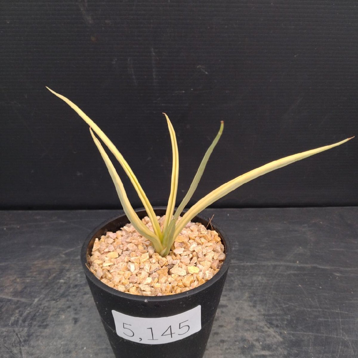 サンセベリア　ダンシングドラゴン　大株　希少　送料無料 Yahoo!オークション -「サンスベリア ドラゴン」(観葉植物) の