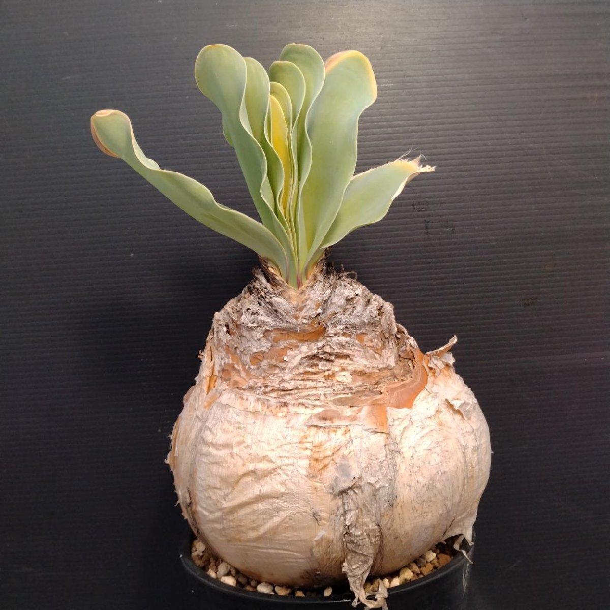 Yahoo!オークション -「ブーファン ハエマンソイデス」(観葉植物