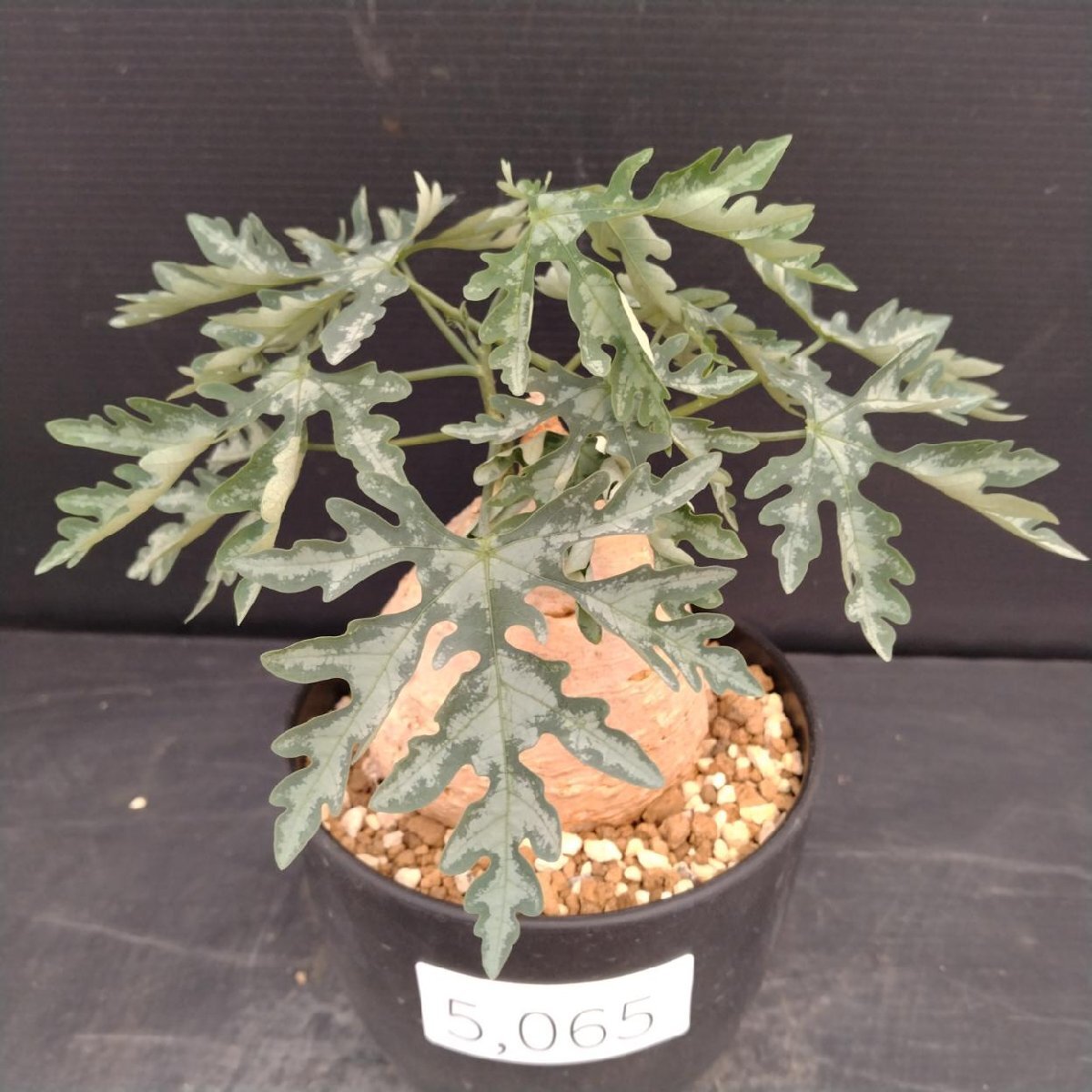 アデニア　ペリエリ　インビジブルインク Yahoo!オークション -「アデニアペリエリ」(観葉植物) の落札