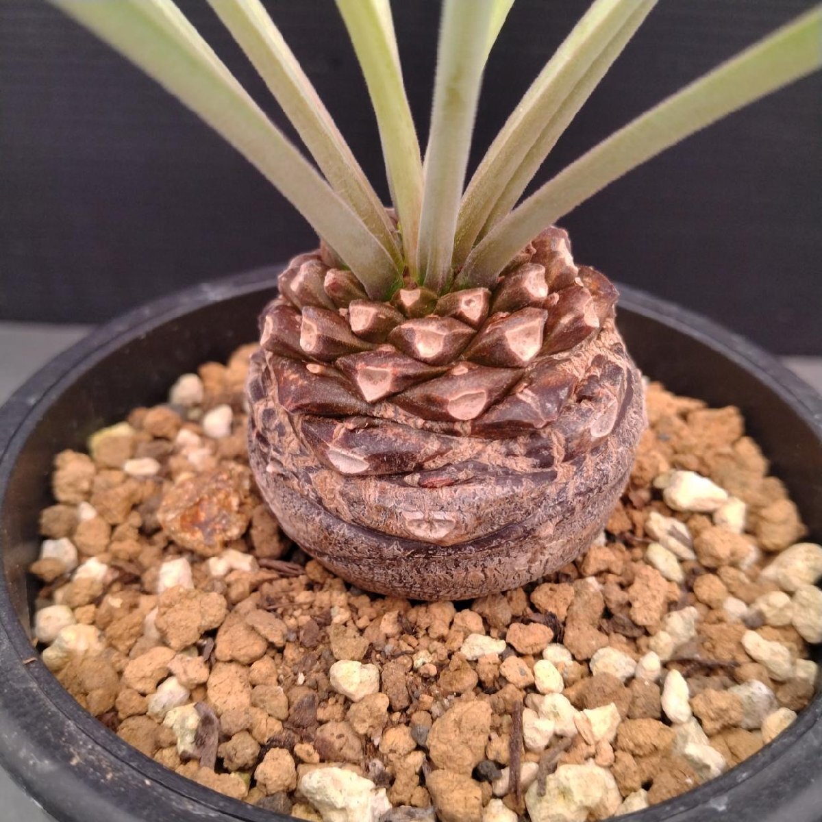 【確認用】3 オベサ × 鉄甲丸 hyb. オベサ鉄甲 実生 特選 2025年最新】オベサ鉄甲の人気アイテム - メルカリ