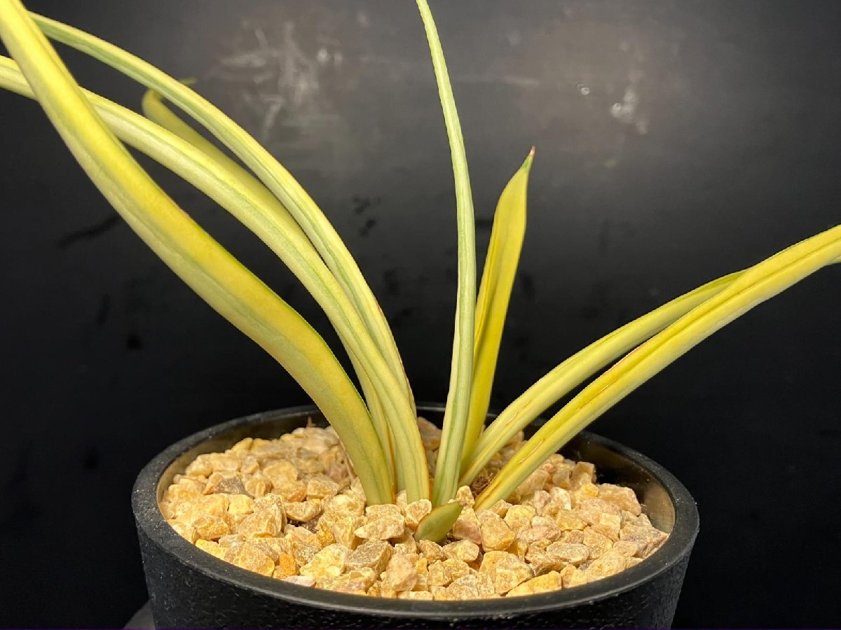 t*a様 S5000★オークション★サンスベリア ピングイキュラ ヴァエリガータ t*a様 S5000☆オークション☆サンスベリア ピングイキュラ