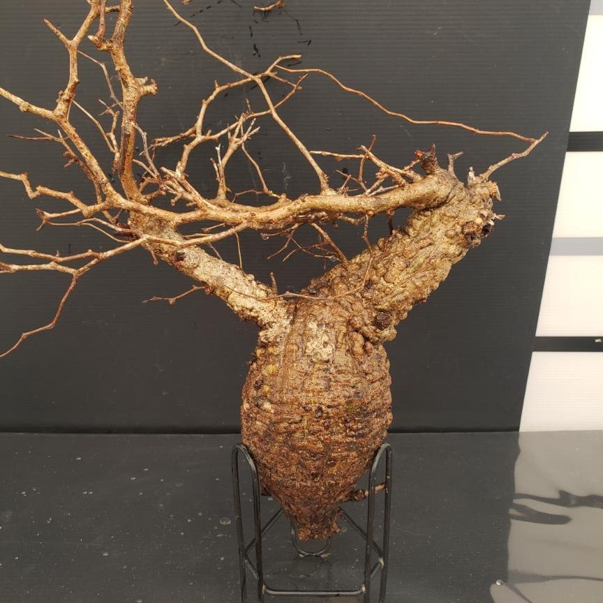 2025年最新】Yahoo!オークション -オペルクリカリア(花、園芸)の