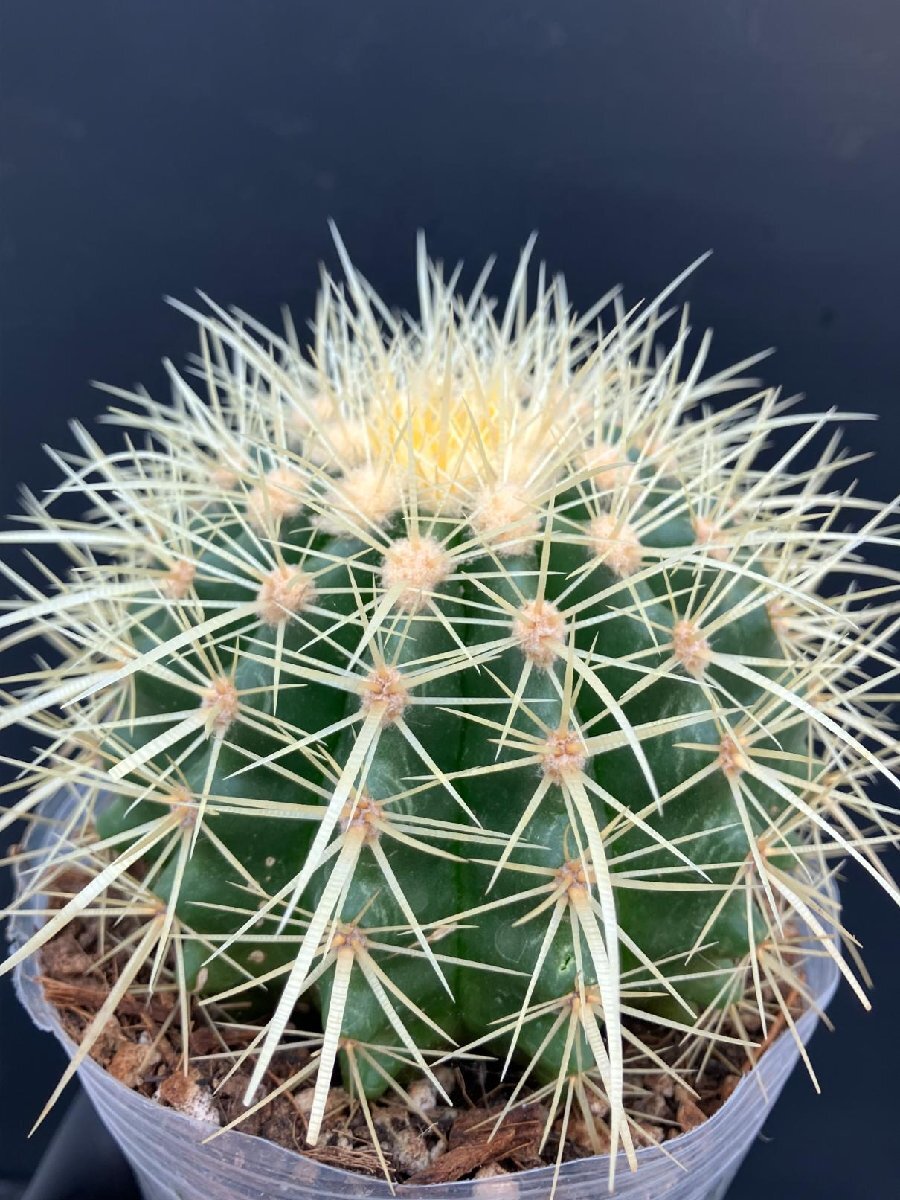 金鯱　大株　引き取り限定 金鯱大株引き取り限定