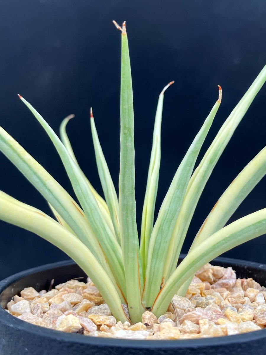 Yahoo!オークション -「サンスベリア ドラゴン」(その他) (観葉