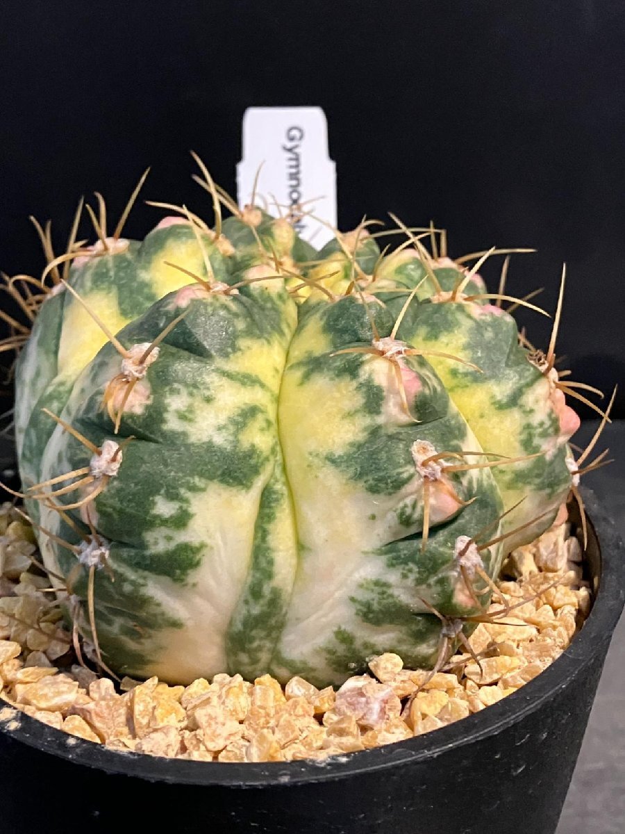 【珍品】 実生斑入り　多肉植物　花サボテン 楽天市場】【多肉植物】 サボテン（ブカレンシス） 3号 茶色