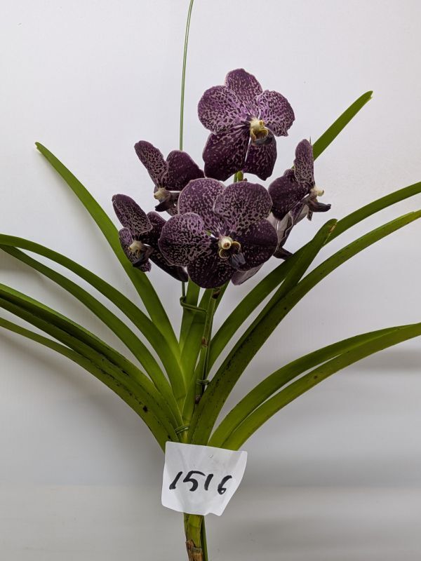 2025年最新】Yahoo!オークション -バンダ(花、園芸)の中古品