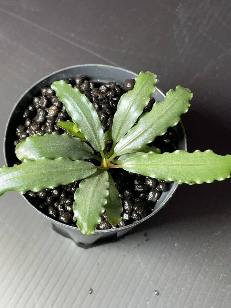Bucephalandra sp. Aurora 【ｋｎ便 】 ブセファランドラsp.オーロラ❣️Bucephalandra sp.aurora KN便