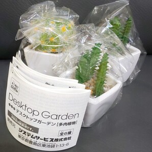 ガチャガチャデスクトップガーデン 多肉植物 3個