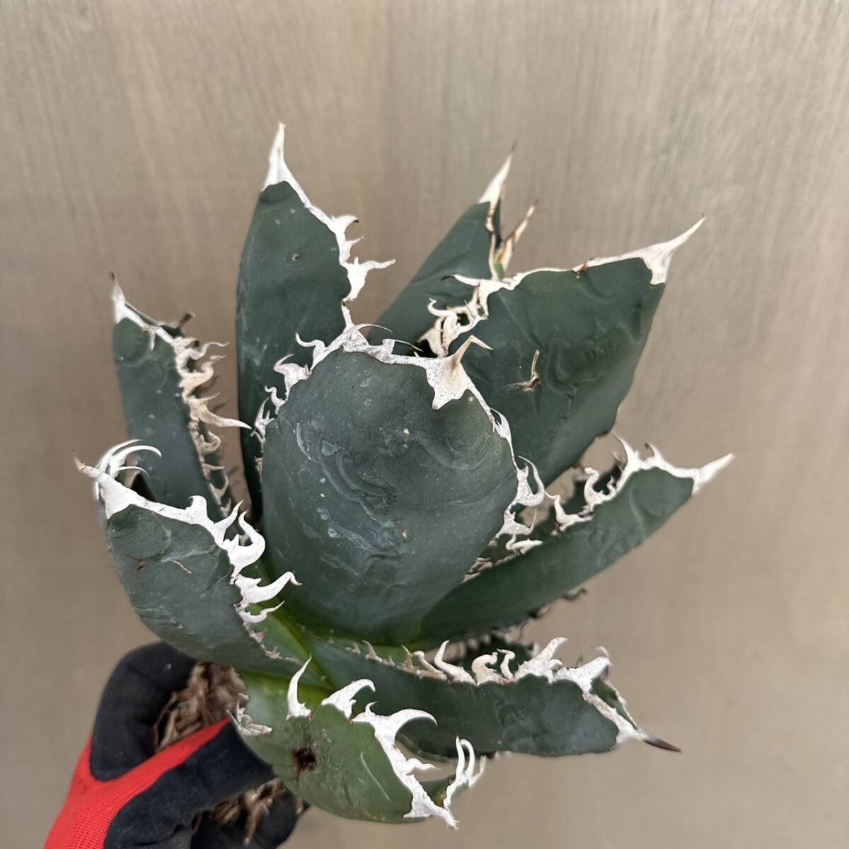 アガベ チタノタブルー　特選株 アガベ・チタノタ「ブルー」実生株 コンパクトフォーム特選株 2