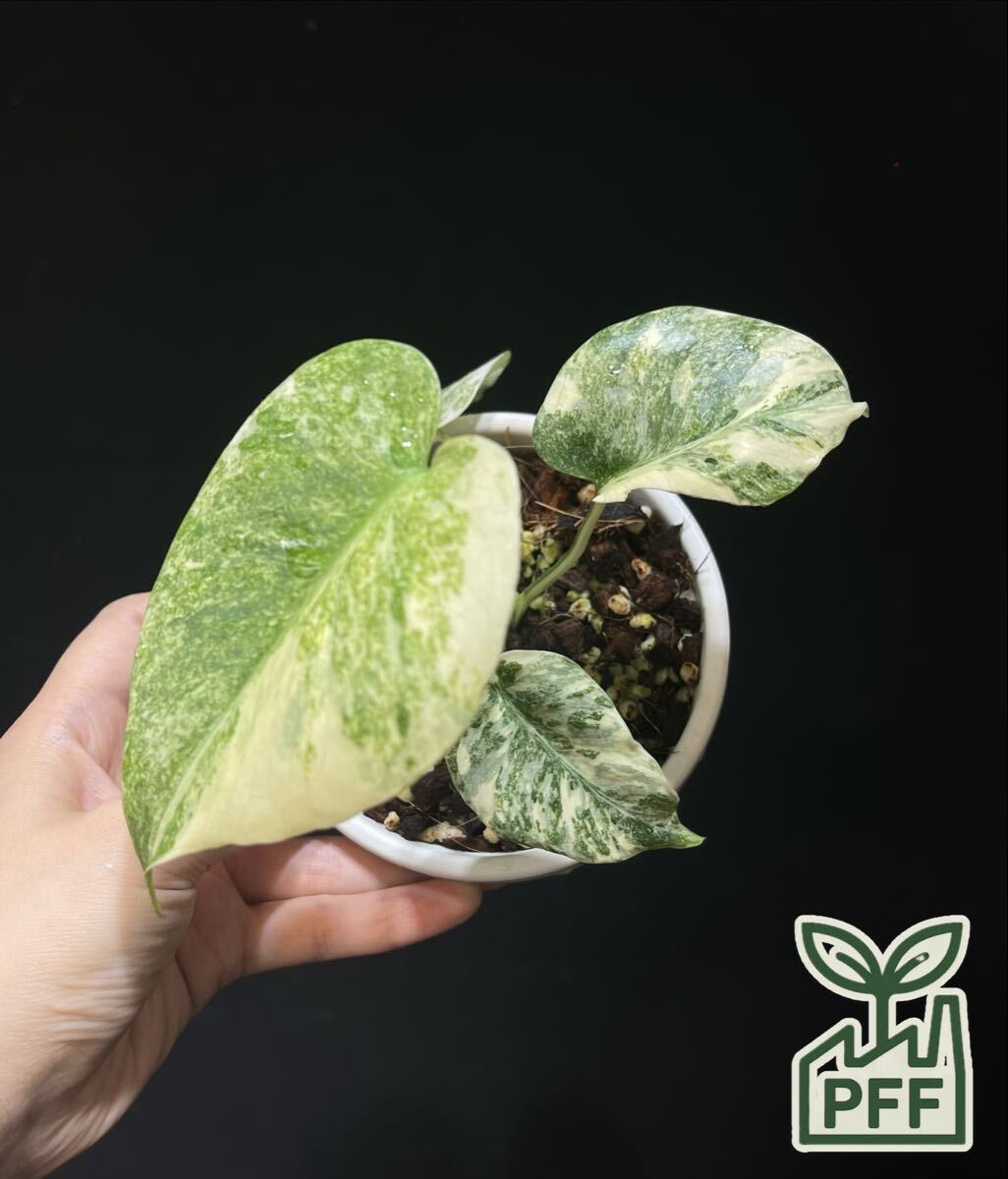 Yahoo!オークション -「モンステラ レガシー」の落札相場・落札価格