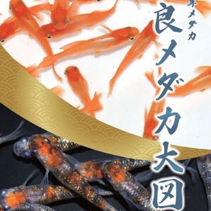 2023年度版 改良メダカ大図鑑